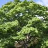 Acer pictum (Painted maple)