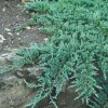 Juniperus horizontalis 'Glauca' (Creeping juniper 'Glauca')