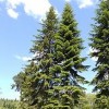 Abies sibirica (Siberian fir)