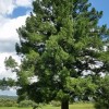 Pinus sibirica (Siberian pine)