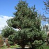 Pinus strobus 'Radiata' (Eastern white pine 'Radiata')