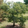 Quercus prinoides (Dwarf chinkapin oak)