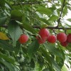Prunus americana 