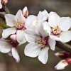 Prunus tomentosa (Nanking cherry)
