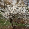 Prunus tomentosa (Nanking cherry)