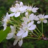 Prunus pensylvanica (Pin cherry)