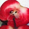 Malus domestica 'Redlove Odysso' (Apple 'Redlove Odysso')