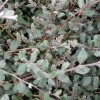 Salix glauca var. callicarpaea 'Haltia'