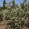 Amelanchier alnifolia 'Northline' (Alder-leaved serviceberry 'Northline')