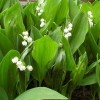 Convallaria keiskei (Asian lily of the valley)
