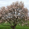 Magnolia x soulangiana 'Lilliputian' (Saucer magnolia 'Lilliputian')