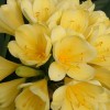 Clivia miniata 'Shademaster Yellow' (Natal lily 'Shademaster Yellow')