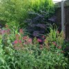 Centranthus ruber (Red valerian)