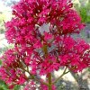 Centranthus ruber (Red valerian)