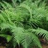 Dryopteris ludoviciana (Southern wood fern)
