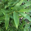 Bambusa multiplex (Hedge bamboo)