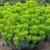 Euphorbia characias subsp. wulfenii 'Shorty' (Mediterranean spurge 'Shorty')