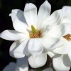 Magnolia denudata 'Double Diamond'