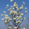 Magnolia denudata 'Double Diamond' (Lily tree 'Double Diamond')