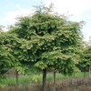 Metasequoia glyptostroboides 'Matthaei Broom' (Dawn redwood 'Matthaei Broom')