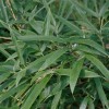 Phyllostachys mannii 'Decora' (Beautiful bamboo)