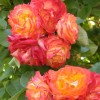 Rosa 'Pinata' (Rose 'Pinata')