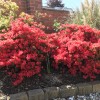 Rhododendron (any hardy, deciduous variety) (Rhododendron (any hardy, deciduous variety))