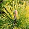 Pinus mugo 'Winter Gold' (Dwarf mountain pine 'Winter Gold')