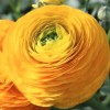Ranunculus Elegance Series (Persian buttercup Elegance Series)