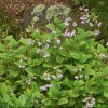 Jovellana punctata (Teacup flower)