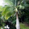 Ravenea rivularis (Majestic palm)