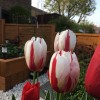 Tulipa 'Happy Generation' (Tulip 'Happy Generation')