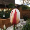 Tulipa 'Happy Generation' (Tulip 'Happy Generation')