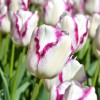 Tulipa 'Affaire' (Tulip 'Affaire')