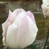 Tulipa 'Fremont' (Tulip 'Fremont')