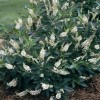 Clethra alnifolia 'Hummingbird'  (Sweet pepper bush 'Hummingbird' )