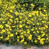 Oenothera 'Lemon Drop' (Evening primrose 'Lemon Drop')