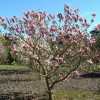 Magnolia 'Royal Crown' (Magnolia 'Royal Crown')