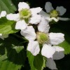 Rubus fruticosus 'Triple Crown' (Blackberry 'Triple Crown')