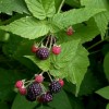 Rubus occidentalis (Black raspberry)