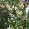 Elaeagnus multiflora 'Sweet Scarlet' (Goumi 'Sweet Scarlet')