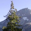 Pinus monticola  (Western white pine)