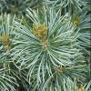 Pinus parviflora 'Glauca Brevifolia' (Japanese white pine 'Glauca Brevifolia')