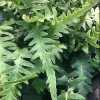 Asplenium x ebenoides (Dragontail fern )