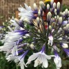 Agapanthus 'Fireworks' (African lily 'Fireworks')