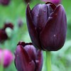 Tulipa 'Queen of Night' (Tulip 'Queen of Night')