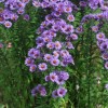 Symphyotrichum novae-angliae 'Barr's Violet' (Hairy michaelmas daisy 'Barr's Violet')