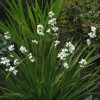 Libertia grandiflora (New Zealand satin flower)