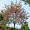 Robinia x margaretta 'Pink Cascade' (False acacia 'Pink Cascade')