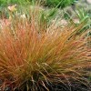Anemanthele lessoniana 'Sirocco' (Pheasant's tail grass 'Sirocco')